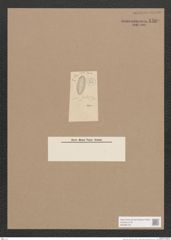 Navicula sp. (de-Toni-Nr.: Genus 1) Zeichnungen Sammlung Grunow Nr. 1589 (NHMW-BOT-W0368128)